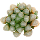 Haworthia cooperi var. truncata ‘Alien Eggs’