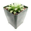 indoor succulents.