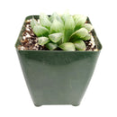 indoor succulents.