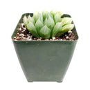 indoor succulents.