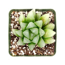 indoor succulents.