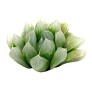 indoor succulents.