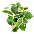 6 inch variegated hoya carnosa live houseplant for sale, full trailing vine in grower pot showing abundant variegated foliage, green and white leaves with pink blush in bright light, long-lived heirloom houseplant, suited for bright bathroom or kitchen windowsill, a beautiful and enduring gift for any plant lover