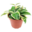 6 inch variegated hoya carnosa live houseplant for sale, full trailing vine in grower pot showing abundant variegated foliage, green and white leaves with pink blush in bright light, long-lived heirloom houseplant, suited for bright bathroom or kitchen windowsill, a beautiful and enduring gift for any plant lover