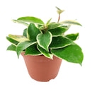 6 inch variegated hoya carnosa live houseplant for sale, full trailing vine in grower pot showing abundant variegated foliage, green and white leaves with pink blush in bright light, long-lived heirloom houseplant, suited for bright bathroom or kitchen windowsill, a beautiful and enduring gift for any plant lover