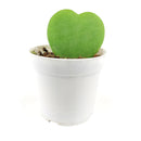 buy hoya sweetheart live houseplant 4" pot online, vibrant heart-shaped plump waxy leaves in lush forest green, semi-succulent tropical vining houseplant, slow-growing long-lived form, bright indirect light lover with drought tolerance, beautiful bohemian indoor accent plant, a heartfelt and lasting gift for any occasion