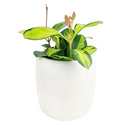 hoya australis lisa, hoya lisa, australis lisa hoya, hoya australis lisa care, hoya lisa plant, hoya lisa plant care, hoya australis lisa for sale, , lisa australis, houseplant, houseplants, houseplants for sale, best indoor plants, types of houseplants, low light houseplants, easy to grow houseplants, houseplants near me