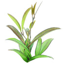 Hoya Wayettit for sale, Hoya Wayetti near me, best Hoya plants, houseplants with red flowers, houseplants gift ideas, houseplants for sale, best houseplants, best indoor plants, types of houseplants, low light houseplants, easy to grow houseplants