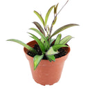 Hoya Wayettit for sale, Hoya Wayetti near me, best Hoya plants, houseplants with red flowers, houseplants gift ideas, houseplants for sale, best houseplants, best indoor plants, types of houseplants, low light houseplants, easy to grow houseplants