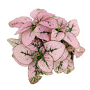 pink polka dot plant outdoors, pink polka dot splash plant, hypoestes 'pink', hypoestes pink splash care, hypoestes pink plant, pink hypoestes care, how to take care of pink polka dot plant, perfect houseplant for indoor home decor