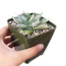 buy variegated butterfly agave live succulent 3.5 inch online, blue-green and creamy yellow variegated rosette foliage, compact architectural form with slow steady long-lived growth, sharp terminal and marginal spines throughout leaf structure, thrives in full sun with very low water requirements, striking sculptural accent for desert, boho or modern minimalist decor, a rare and highly sought-after collector succulent gift