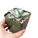 buy variegated butterfly agave live succulent 3.5 inch online, blue-green and creamy yellow variegated rosette foliage, compact architectural form with slow steady long-lived growth, sharp terminal and marginal spines throughout leaf structure, thrives in full sun with very low water requirements, striking sculptural accent for desert, boho or modern minimalist decor, a rare and highly sought-after collector succulent gift