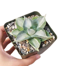 buy variegated butterfly agave live succulent 3.5 inch online, blue-green and creamy yellow variegated rosette foliage, compact architectural form with slow steady long-lived growth, sharp terminal and marginal spines throughout leaf structure, thrives in full sun with very low water requirements, striking sculptural accent for desert, boho or modern minimalist decor, a rare and highly sought-after collector succulent gift
