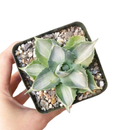 buy variegated butterfly agave live succulent 3.5 inch online, blue-green and creamy yellow variegated rosette foliage, compact architectural form with slow steady long-lived growth, sharp terminal and marginal spines throughout leaf structure, thrives in full sun with very low water requirements, striking sculptural accent for desert, boho or modern minimalist decor, a rare and highly sought-after collector succulent gift