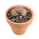 Buy an 8-pack of Lithops live plants online. Each living stone features unique markings and earthy colors for a natural, sculptural look. Easy to care for, they thrive in bright light, gritty well-draining soil, and minimal watering.