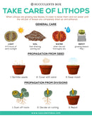 Buy an 8-pack of Lithops live plants online. Each living stone features unique markings and earthy colors for a natural, sculptural look. Easy to care for, they thrive in bright light, gritty well-draining soil, and minimal watering.