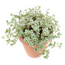 Sedum Little Missy Succulent
