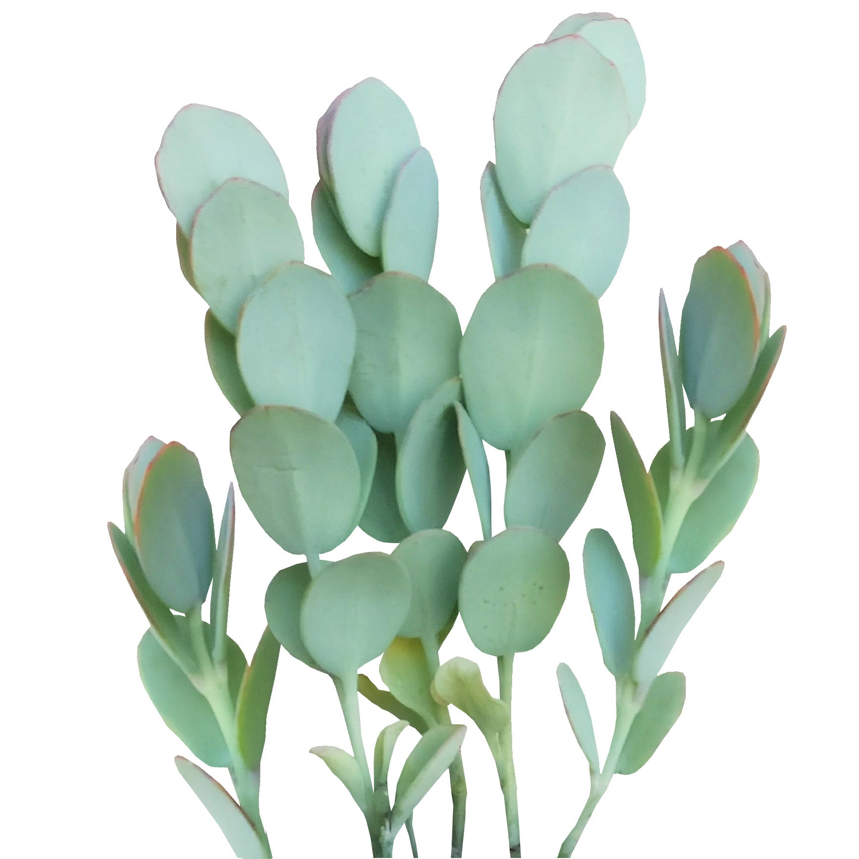 Kalanchoe Panamensis for sale, indoor succulents, succulents store in CA, succulents shop in California, Succulents, cactus, succulent care, succulent care tips, Succulents shop near me, Kalanchoe Panamensis in California, How to grow Kalanchoe Panamensis