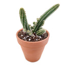 Peanut Cactus - Echinopsis chamaecereus