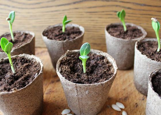 planting seedlings in biodegradable pots Biodegradable Pots (set 5)