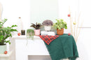 buy peperomia obtusifolia variegata live houseplant 4" pot online, vibrant variegated tropical foliage with glossy rounded leaves in cream and deep green, compact grower pot form, thrives in indirect light with minimal watering, suits a windowsill terrarium or desk arrangement, a charming and pet-safe plant gift for any occasion