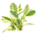 buy peperomia obtusifolia variegata live houseplant 4" pot online, vibrant variegated tropical foliage with glossy rounded leaves in cream and deep green, compact grower pot form, thrives in indirect light with minimal watering, suits a windowsill terrarium or desk arrangement, a charming and pet-safe plant gift for any occasion