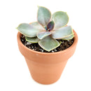 Buy an 8-pack of Echeveria Perle von Nurnberg live plants online. Each plant forms an elegant rosette of lavender, pink, and blue-green leaves. Easy to care for, they thrive in bright light, well-draining soil, and occasional watering.
