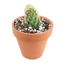 Pincushion Cactus Succulent