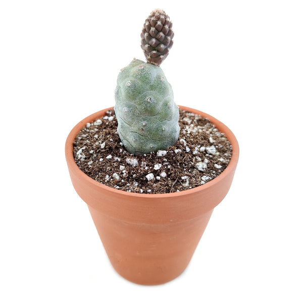 Pine Cone Cactus Tephrocactus articulatus with Succulents Care Guide