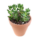 buy pink jelly bean sedum - sedum rubrotinctum live plant 2 inch online, non variegated form with vibrant green succulent leaves developing bold red tips when sun stressed, clusters of small star shaped yellow flowers may appear in spring, spreading trailing habit adds lush texture to containers and arrangements, thrives in dry conditions and tolerates heat well, a bold and lively bohemian accent for desks windowsills or outdoor pots, a unique and lasting gift for succulent enthusiasts