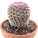 Rainbow Hedgehog Cactus - Echinocereus rigidissimus ssp. rubispinus