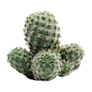 3 inch rebutia sanguinea cactus live cactus for sale, globose clustering cactus with dark green body adorned in bristly white-orange spines, disproportionately large vivid red blooms emerging from the lower sides, shallow-rooted and thrives in well-draining cactus soil, drought tolerant and tolerates dry indoor air beautifully, eye-catching accent for terrariums, windowsills, and succulent collections, a striking gift choice for cactus lovers and home decorators
