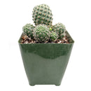 3 inch rebutia sanguinea cactus live cactus for sale, globose clustering cactus with dark green body adorned in bristly white-orange spines, disproportionately large vivid red blooms emerging from the lower sides, shallow-rooted and thrives in well-draining cactus soil, drought tolerant and tolerates dry indoor air beautifully, eye-catching accent for terrariums, windowsills, and succulent collections, a striking gift choice for cactus lovers and home decorators