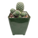 3 inch rebutia sanguinea cactus live cactus for sale, globose clustering cactus with dark green body adorned in bristly white-orange spines, disproportionately large vivid red blooms emerging from the lower sides, shallow-rooted and thrives in well-draining cactus soil, drought tolerant and tolerates dry indoor air beautifully, eye-catching accent for terrariums, windowsills, and succulent collections, a striking gift choice for cactus lovers and home decorators