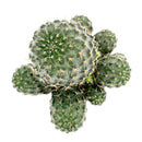 3 inch rebutia sanguinea cactus live cactus for sale, globose clustering cactus with dark green body adorned in bristly white-orange spines, disproportionately large vivid red blooms emerging from the lower sides, shallow-rooted and thrives in well-draining cactus soil, drought tolerant and tolerates dry indoor air beautifully, eye-catching accent for terrariums, windowsills, and succulent collections, a striking gift choice for cactus lovers and home decorators