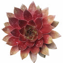 2 inch Succulent Randomly Picked