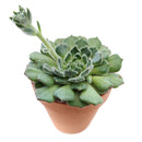 buy echeveria setosa var. ciliata live succulent 4 inch online, furry textured blue-green rosette with subtle red-brown leaf margins and mucronate tips, compact slow-growing succulent in plastic pot, blooms red-tipped yellow flowers in spring, low maintenance and drought tolerant, eye-catching bohemian decor for any room, an unforgettable gift for succulent enthusiasts