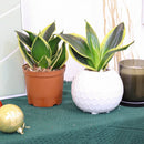 6" pot snake plant sansevieria gold flame live houseplant for sale, bold golden yellow striped leaves with deep forest green outer edges, upright vase-forming rosette with slow steady growth, rare air-purifying indoor succulent with vivid year-round color, tolerates neglect low light and dry heated indoor air, striking architectural floor or corner plant for modern decor, exceptional gift plant for collectors and plant lovers alike