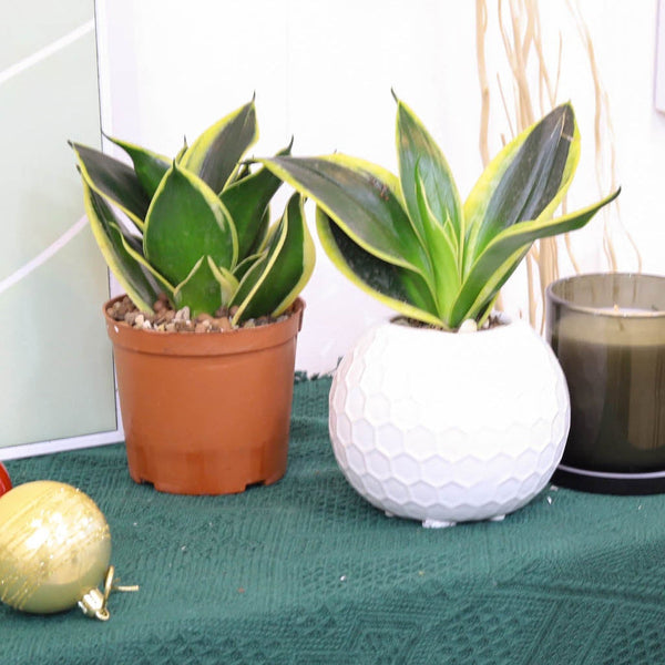 Snake Plant Sansevieria Gold Flame - Air-purifying, Easy to Care