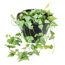 buy ceropegia woodii string of arrows live houseplant 6 inch online, lush trailing succulent vine with multiple pairs of deep green arrow-shaped leaves with minty white patter