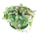 6 inch ceropegia woodii string of spades live houseplant for sale, lush spade-leaf trailing vines with pale cream veining on rich green foliage, grows long cascading stems suited to hanging baskets and grower pots, beginner-friendly low-maintenance care, rare and hard to find variety in the string of things family, a charming bohemian accent for any indoor plant display, perfect as a rare and meaningful houseplant gift