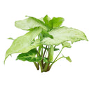 6 inch syngonium white butterfly live air plant for sale, lush pale cream and jade green variegated heart-shaped foliage with natural veining creating botanical elegance, rapidly spreading vine form that requires weekly rotation to prevent asymmetrical one-sided leaf growth, adapts remarkably to low-light artificial office environments lit by led screens and overhead panels, vulnerable to cold damage and browning from direct air conditioning vent and heater air exposure, beautiful tall plant display for liv