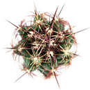 3 inch thelocactus bicolor cactus live cactus for sale, vivid magenta blooms emerging from the apex in late spring, dense spine coverage creating bold visual contrast against green body, upright globose form suited to plastic pot display on sunny desks or sills, thrives with infrequent watering and full sun exposure, an heirloom-quality rare plant and memorable gift for any home