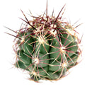 3 inch thelocactus bicolor cactus live cactus for sale, vivid magenta blooms emerging from the apex in late spring, dense spine coverage creating bold visual contrast against green body, upright globose form suited to plastic pot display on sunny desks or sills, thrives with infrequent watering and full sun exposure, an heirloom-quality rare plant and memorable gift for any home