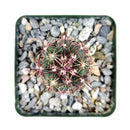 3 inch thelocactus bicolor cactus live cactus for sale, vivid magenta blooms emerging from the apex in late spring, dense spine coverage creating bold visual contrast against green body, upright globose form suited to plastic pot display on sunny desks or sills, thrives with infrequent watering and full sun exposure, an heirloom-quality rare plant and memorable gift for any home