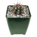 3 inch thelocactus bicolor cactus live cactus for sale, vivid magenta blooms emerging from the apex in late spring, dense spine coverage creating bold visual contrast against green body, upright globose form suited to plastic pot display on sunny desks or sills, thrives with infrequent watering and full sun exposure, an heirloom-quality rare plant and memorable gift for any home