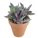 Vertical Leaf Senecio - Senecio crassissimus