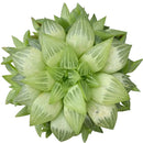 4 inch Succulent Randomly Picked, Types of colorful succulent plants