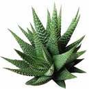 4 inch Succulent Randomly Picked, Types of colorful succulent plants