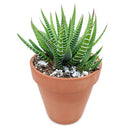 Haworthia Zebra - Haworthia fasciata Plant